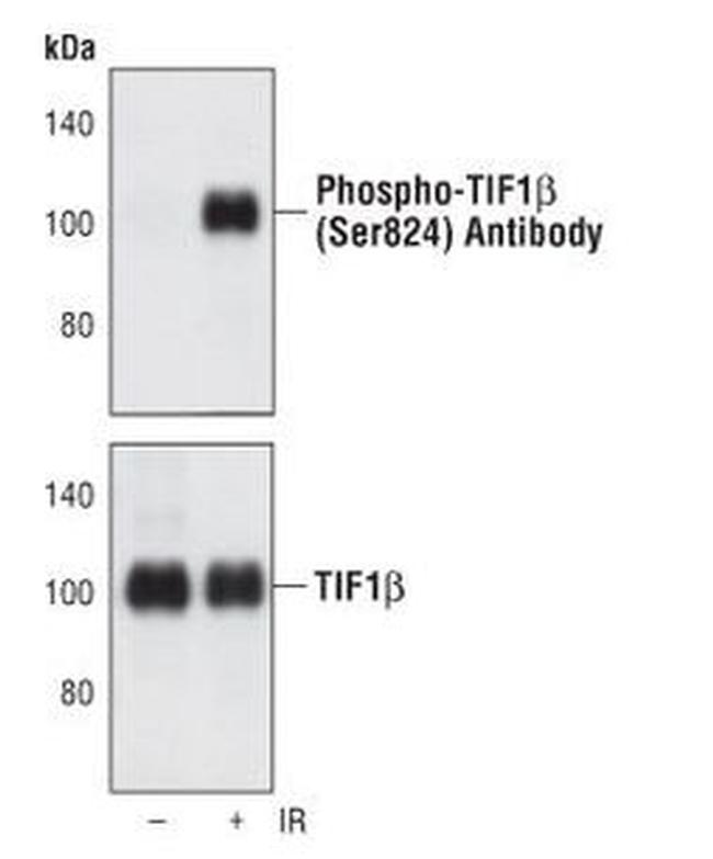 Phospho-TRIM28 (Ser824) Antibody in Western Blot (WB)