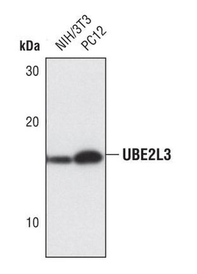 UBE2L3 Antibody in Western Blot (WB)