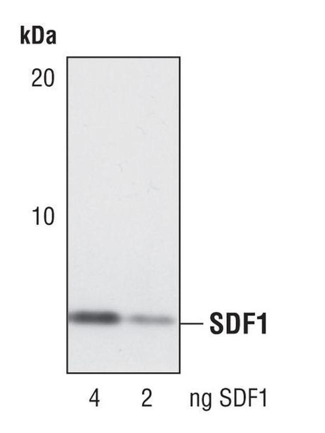 CXCL12 Antibody in Western Blot (WB)