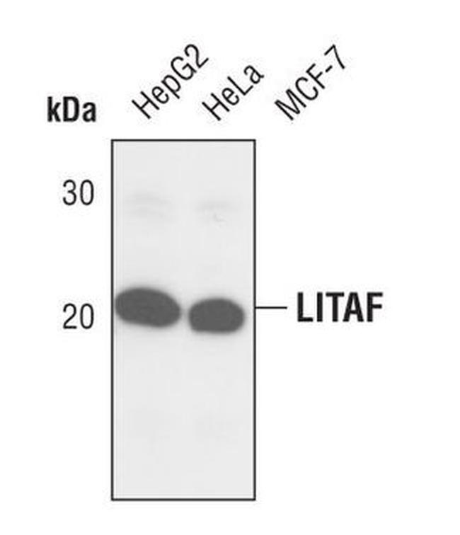 LITAF Antibody in Western Blot (WB)