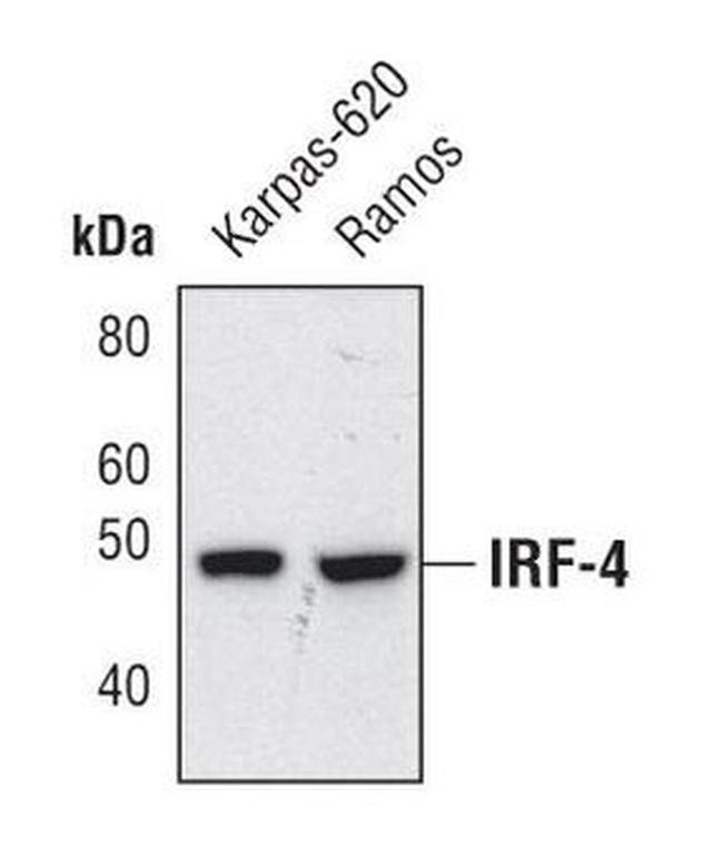 IRF4 Antibody in Western Blot (WB)