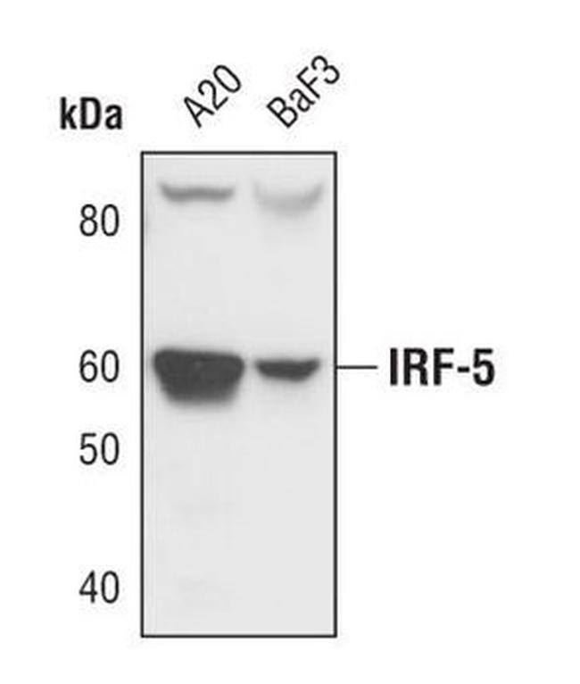 IRF5 Antibody in Western Blot (WB)