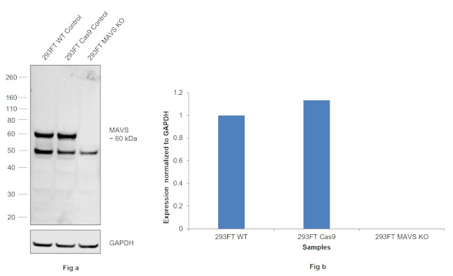 MAVS Antibody in Western Blot (WB)