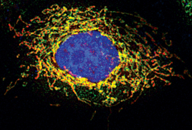 MAVS Antibody in Immunocytochemistry (ICC/IF)