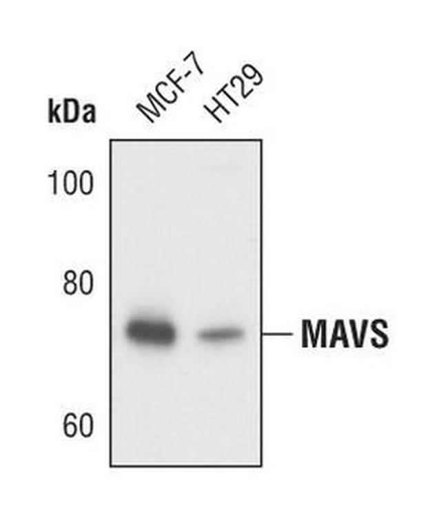 MAVS Antibody in Western Blot (WB)