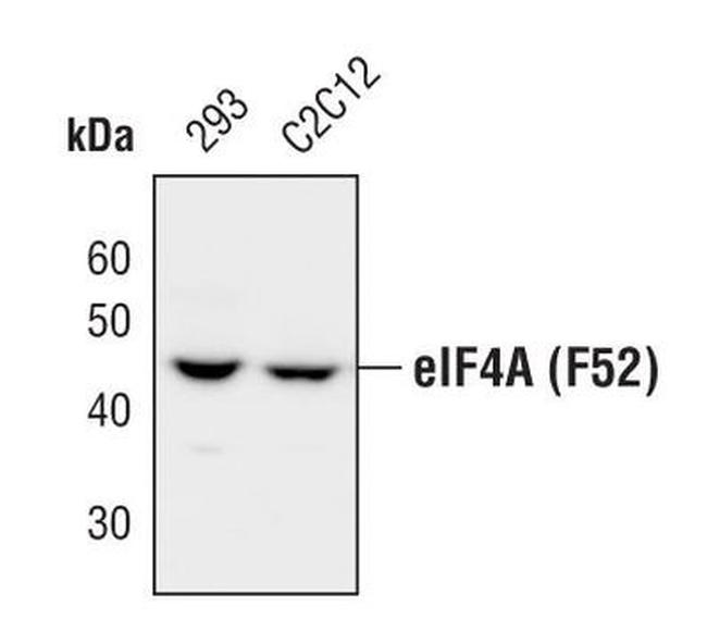 eIF4A1 Antibody in Western Blot (WB)