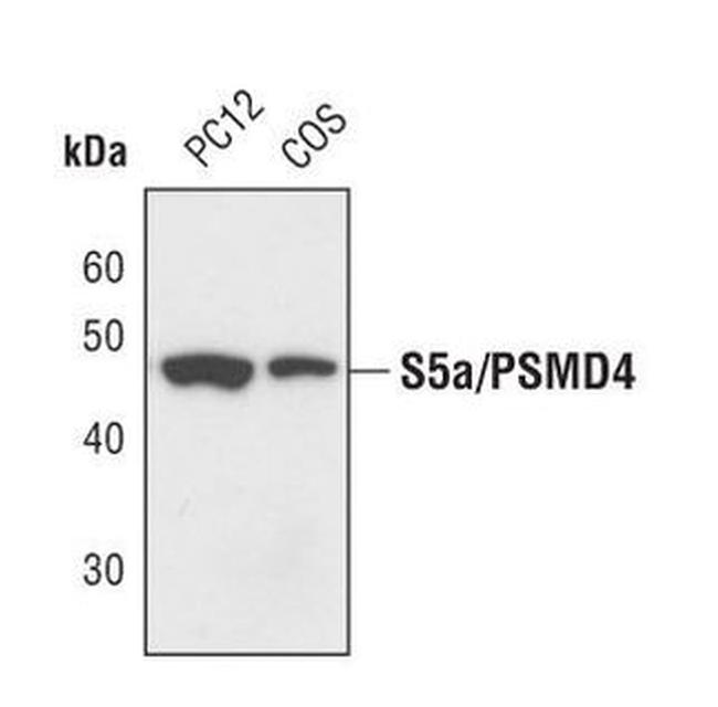 PSMD4 Antibody in Western Blot (WB)