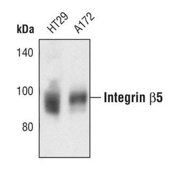 ITGB5 Antibody in Western Blot (WB)