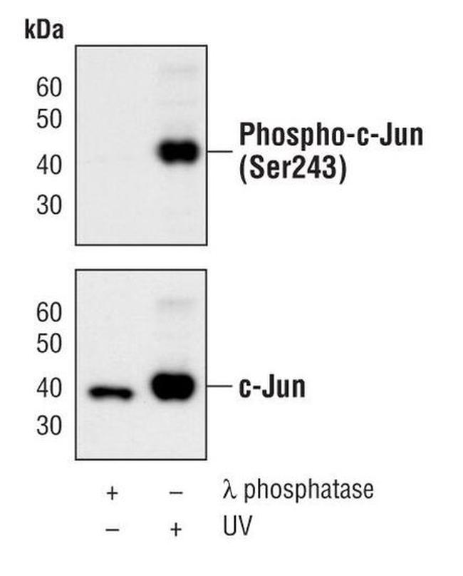 Phospho-c-Jun (Ser243) Antibody in Western Blot (WB)