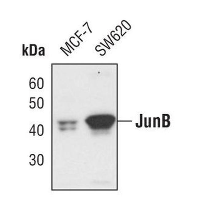 JunB Antibody in Western Blot (WB)