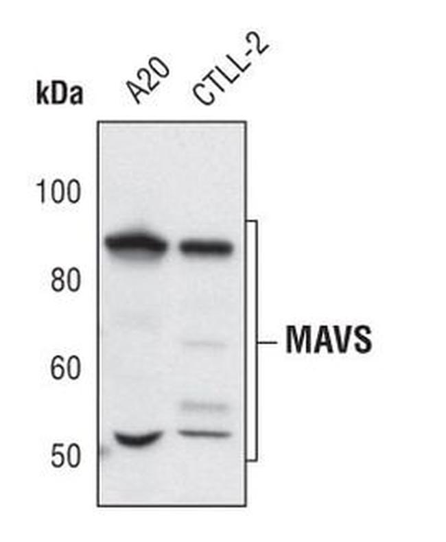 MAVS Antibody in Western Blot (WB)