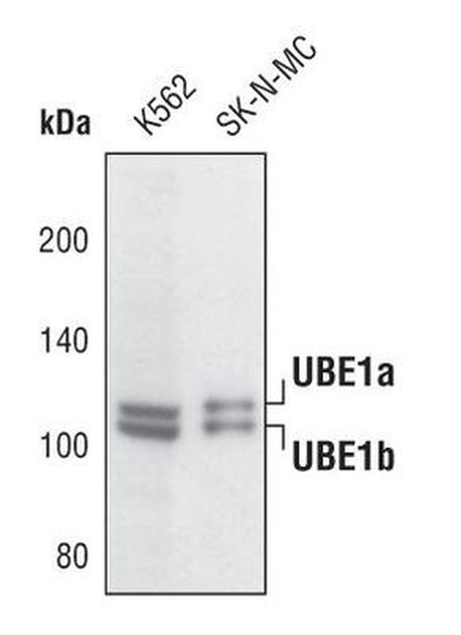 UBE1 Isoform A/B Antibody in Western Blot (WB)