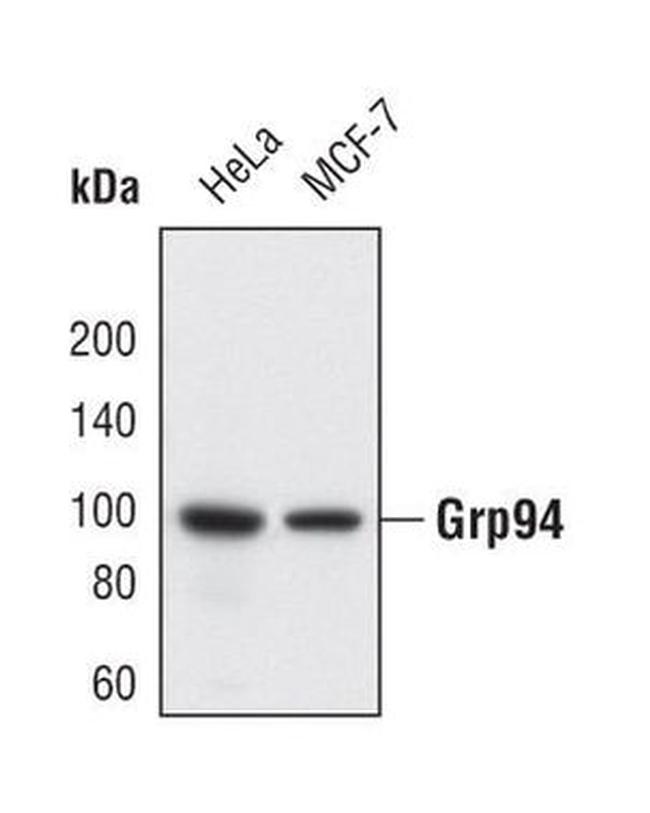 GRP94 Antibody in Western Blot (WB)