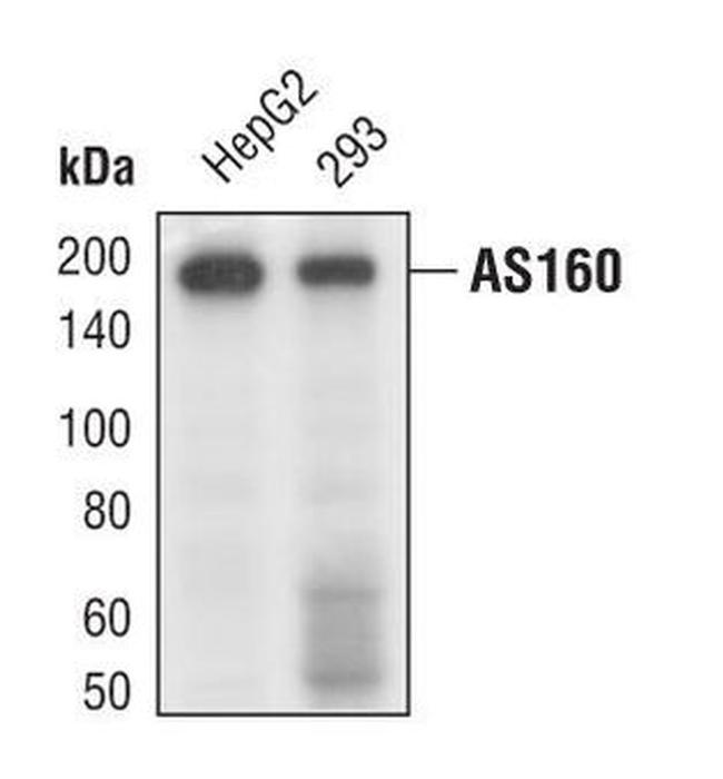 AS160 Antibody in Western Blot (WB)