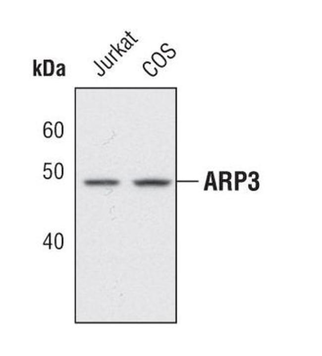 Arp3 Antibody in Western Blot (WB)