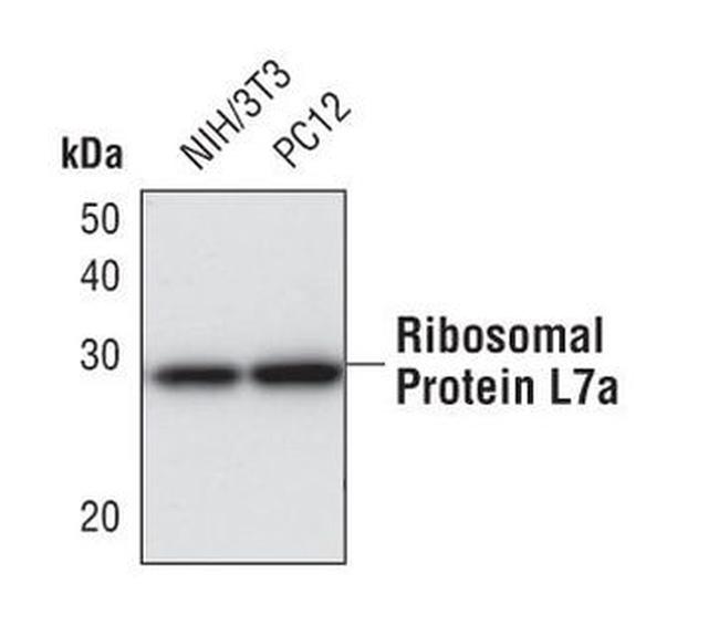 RPL7A Antibody in Western Blot (WB)