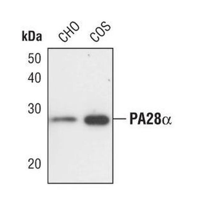 PSME1 Antibody in Western Blot (WB)