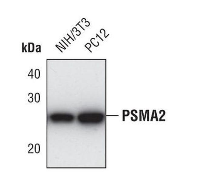 PSMA2 Antibody in Western Blot (WB)