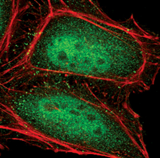 PSMA5 Antibody in Immunocytochemistry (ICC/IF)