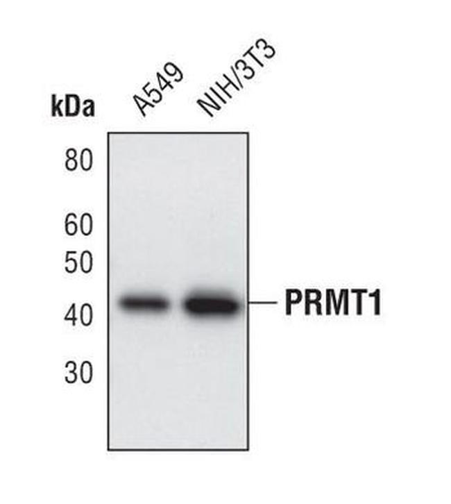 PRMT1 Antibody in Western Blot (WB)