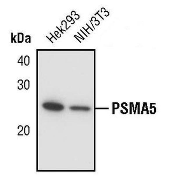 PSMA5 Antibody in Western Blot (WB)