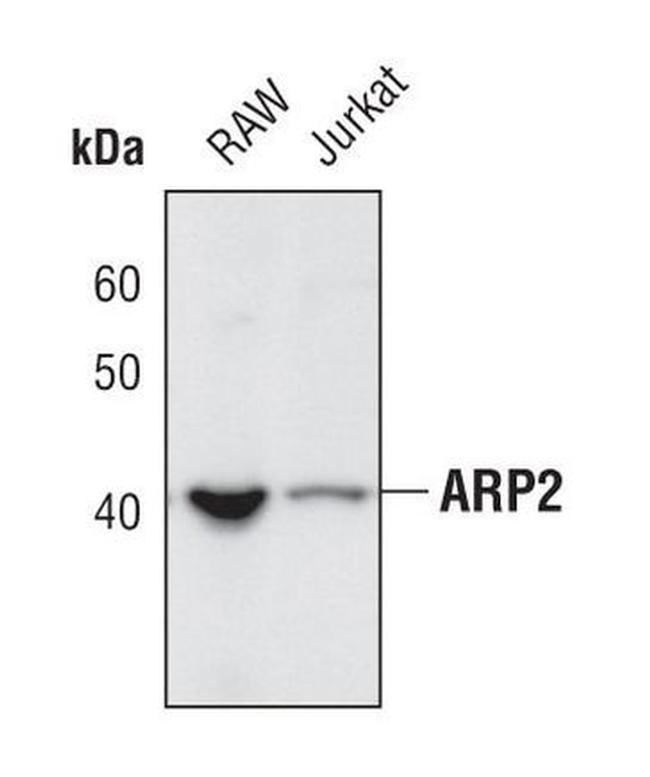 Arp2 Antibody in Western Blot (WB)