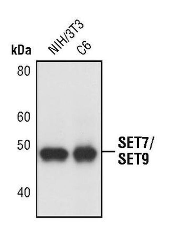 SETD7 Antibody in Western Blot (WB)