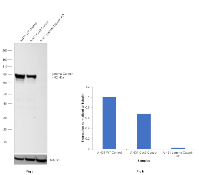 gamma Catenin Antibody in Western Blot (WB)