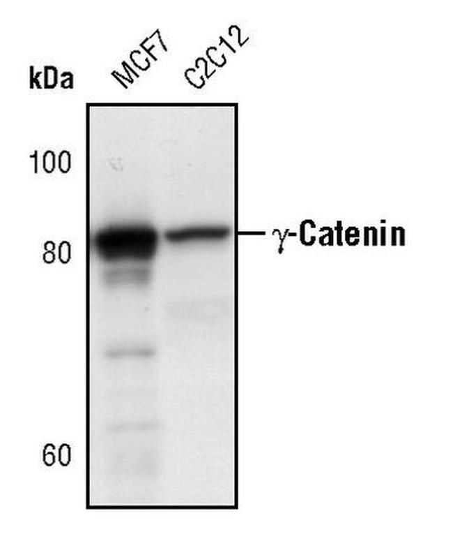 gamma Catenin Antibody in Western Blot (WB)