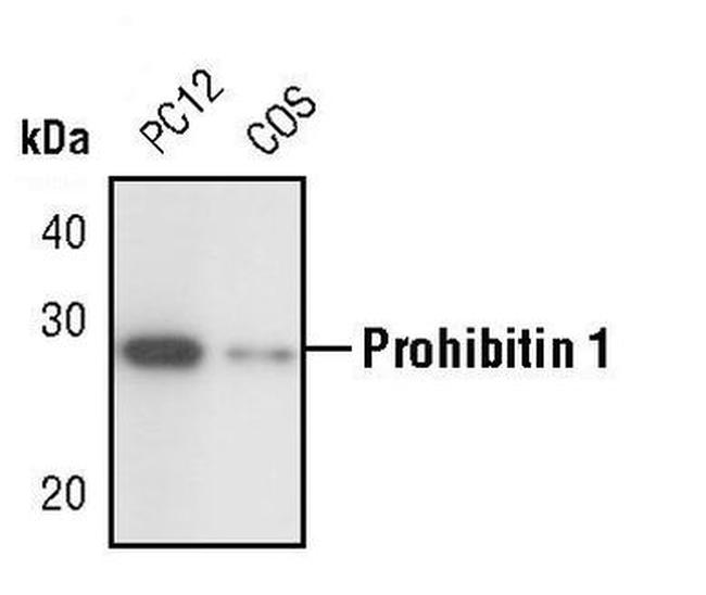 Prohibitin Antibody in Western Blot (WB)