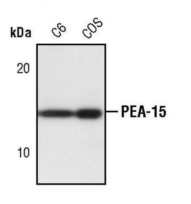 PEA15 Antibody in Western Blot (WB)