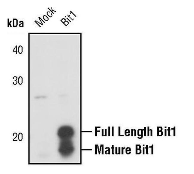 Bit1 Antibody in Western Blot (WB)