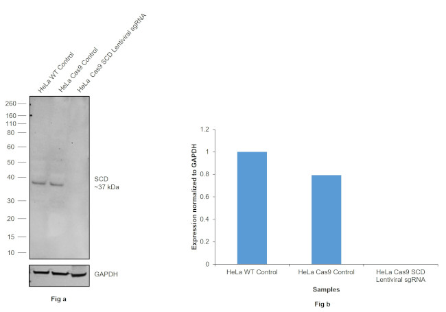 SCD Antibody in Western Blot (WB)