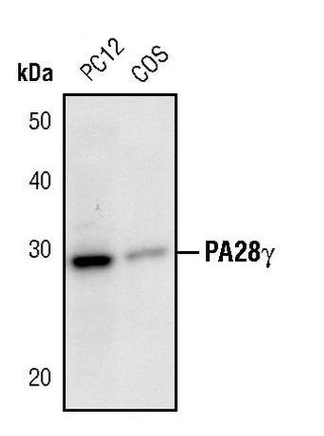 PSME3 Antibody in Western Blot (WB)