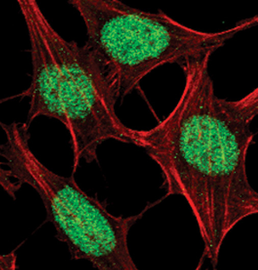 Histone H2A.Z Antibody in Immunocytochemistry (ICC/IF)