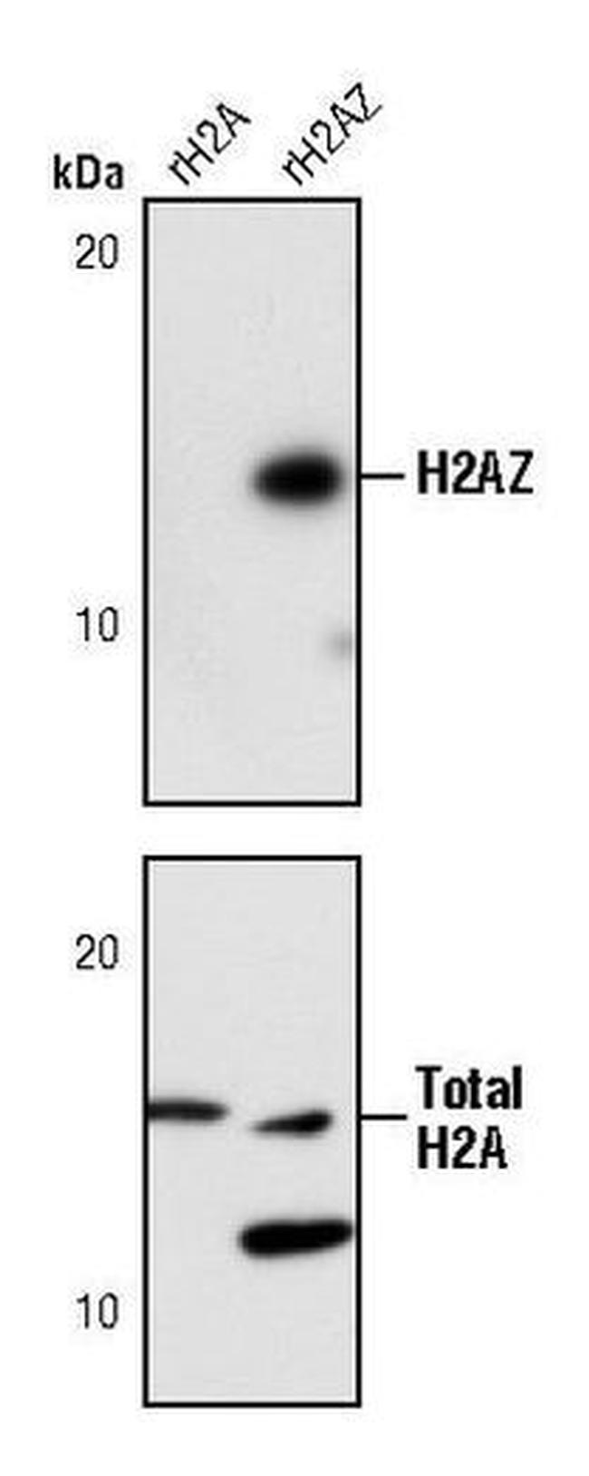 Histone H2A.Z Antibody in Western Blot (WB)