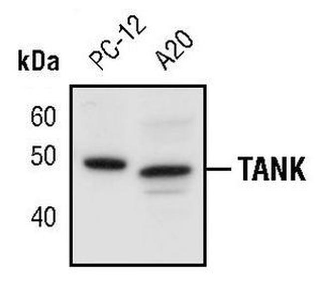 TANK Antibody in Western Blot (WB)