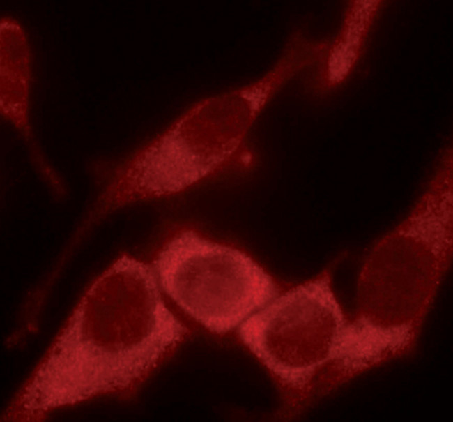 AVEN Antibody in Immunocytochemistry (ICC/IF)