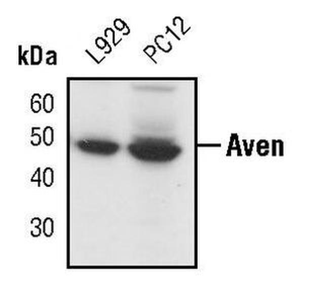 AVEN Antibody in Western Blot (WB)