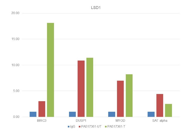 LSD1 Antibody in ChIP Assay (ChIP)