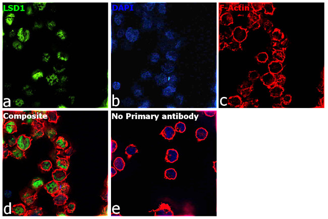 LSD1 Antibody in Immunocytochemistry (ICC/IF)