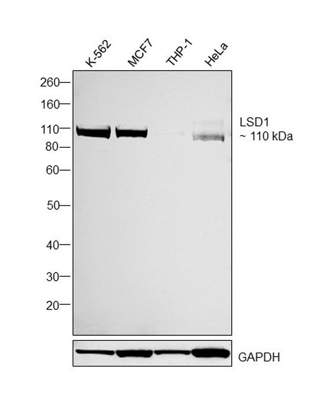 LSD1 Antibody in Western Blot (WB)