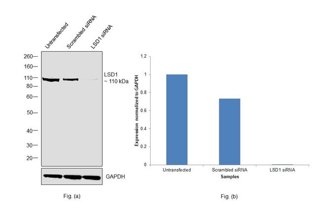 LSD1 Antibody in Western Blot (WB)