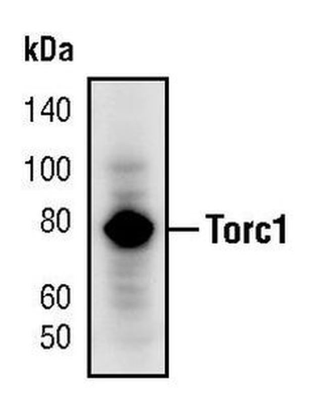 Torc1 Antibody in Western Blot (WB)