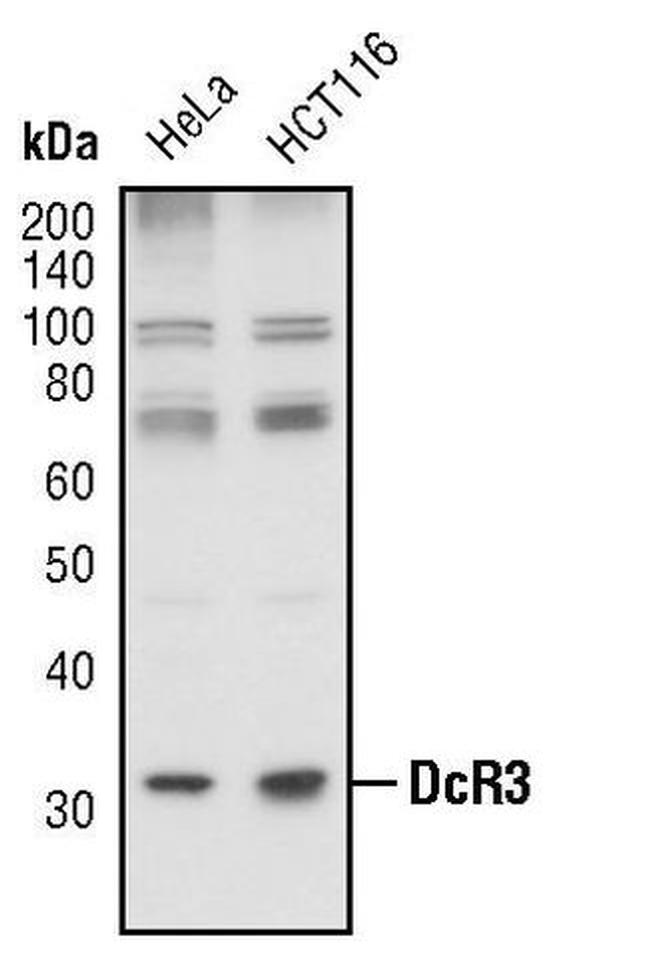 DcR3 Antibody in Western Blot (WB)