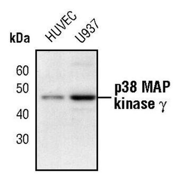 p38 MAPK gamma Antibody in Western Blot (WB)