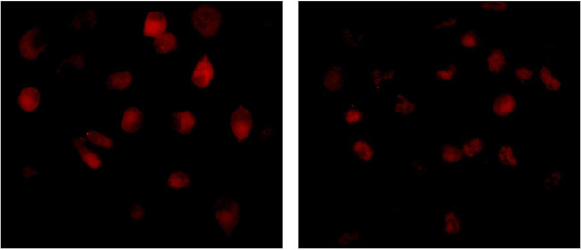 SMAD3 Antibody in Immunocytochemistry (ICC/IF)