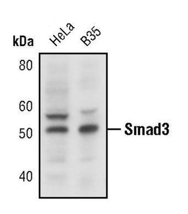 SMAD3 Antibody in Western Blot (WB)