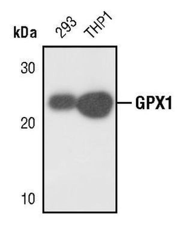 GPX1 Antibody in Western Blot (WB)