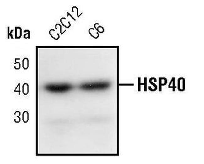 HSP40 Antibody in Western Blot (WB)